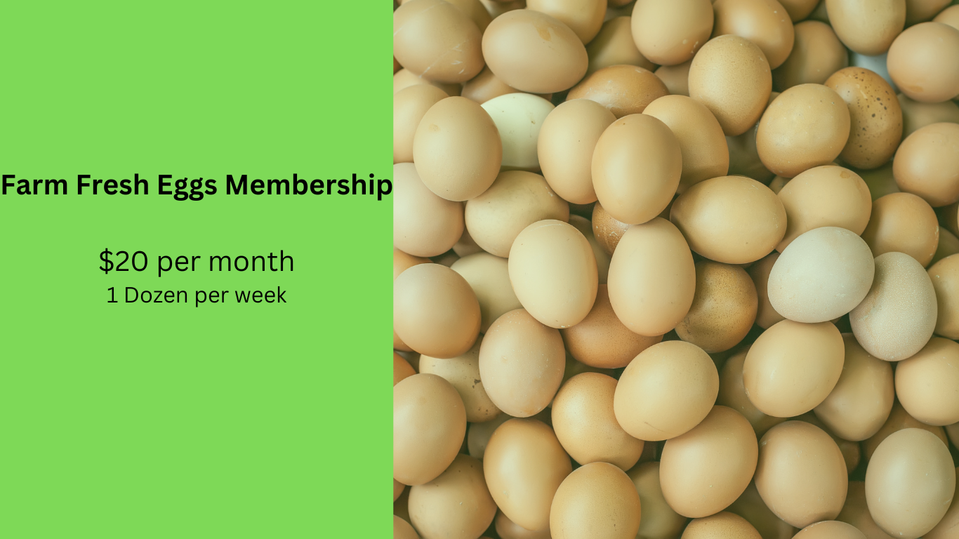 Farm Fresh Eggs
