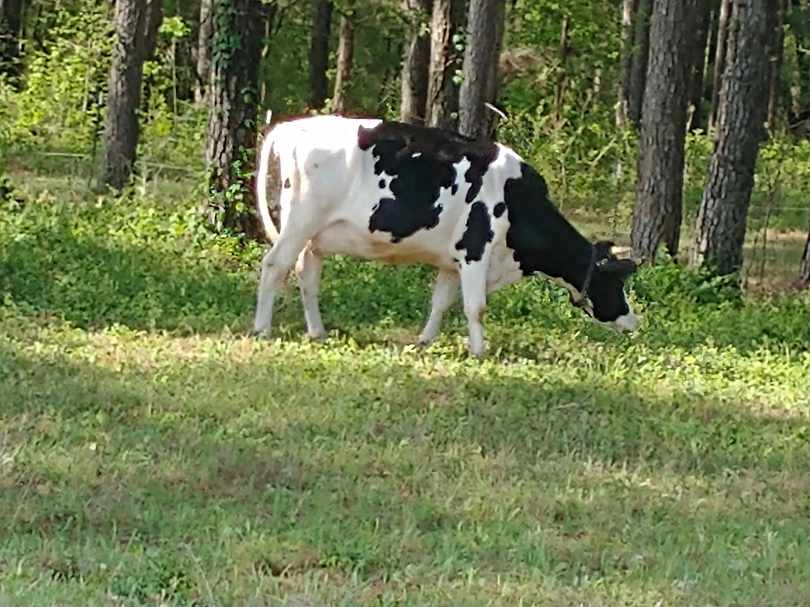 Appleby Community Farm